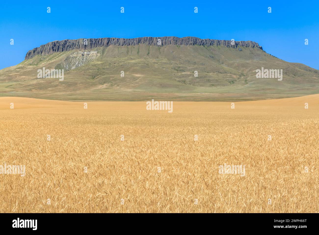 champ de blé en maturation sous crown butte près de simms, montana Banque D'Images