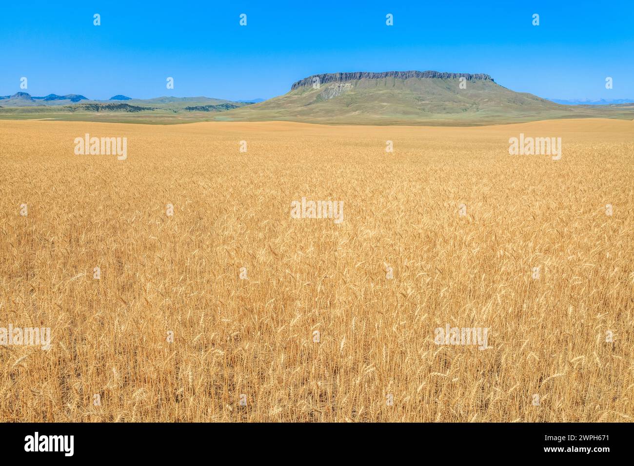 champ de blé en maturation sous crown butte près de simms, montana Banque D'Images