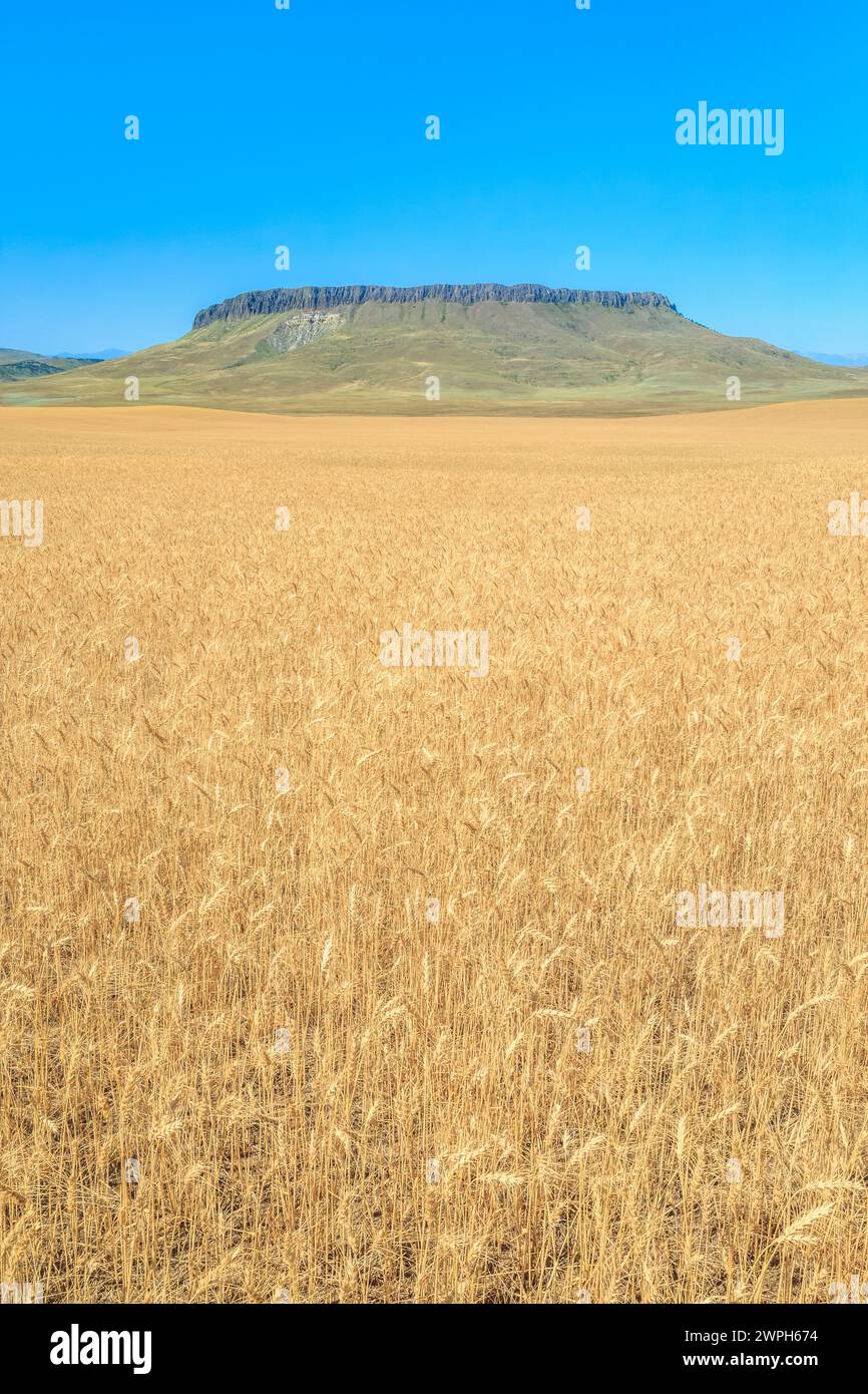 champ de blé en maturation sous crown butte près de simms, montana Banque D'Images
