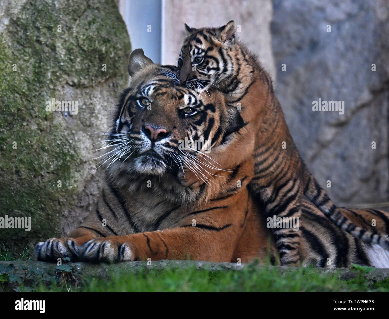 Rome, Italie. 7 mars 2024. Kala, un tigre de Sumatra, joue au Bio Park Zoo de Rome, Italie, le 7 mars 2024. La petite tigre de trois mois a fait ses débuts publics ici jeudi. Crédit : Alberto Lingria/Xinhua/Alamy Live News Banque D'Images