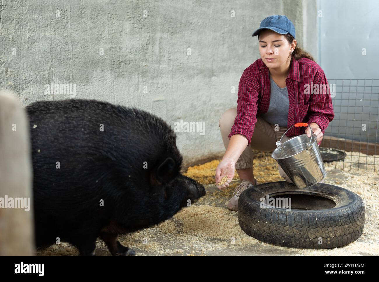 Agricultrice nourrissant le porc ibérique noir dans les enclos à la ferme d'élevage Banque D'Images