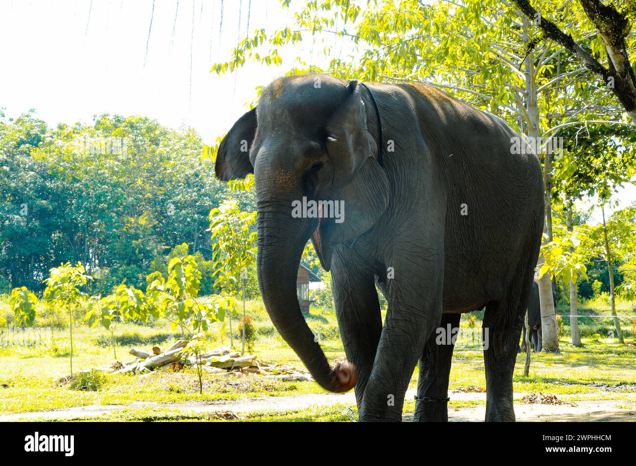 Monsieur Elephant heureux dans la jungle Banque D'Images
