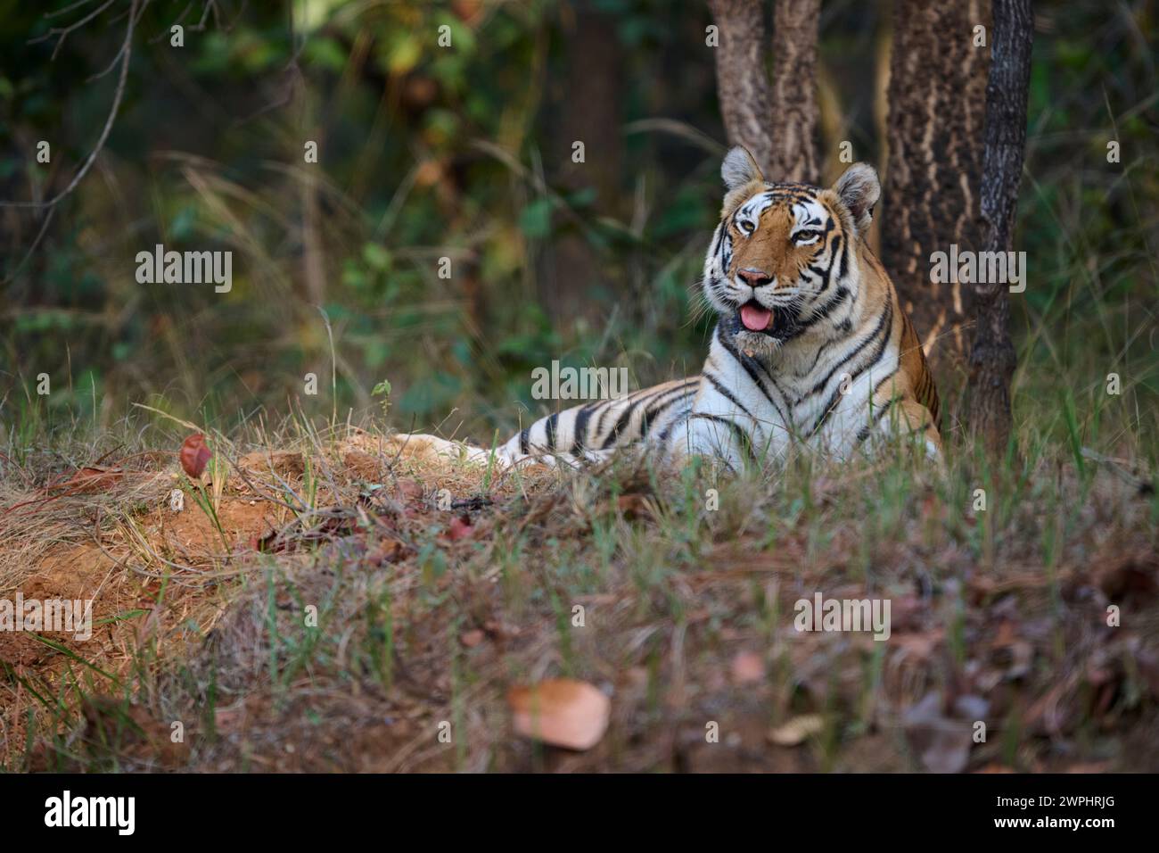 Tigre - tigre - connu sous le nom de Biruhli dans la forêt, Bandhavgarh, février 2024 Banque D'Images