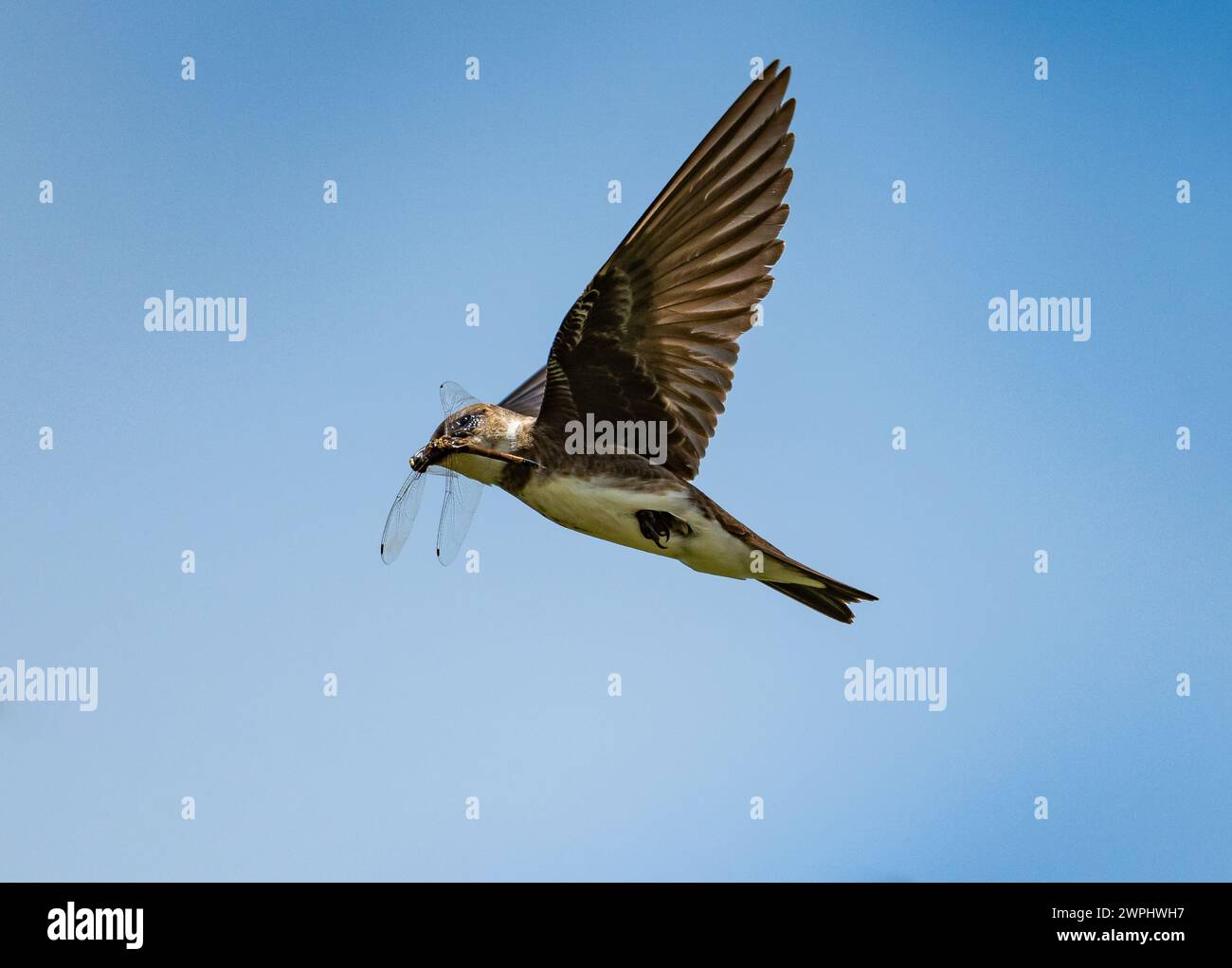 Un Martin au toron brun (tapera de Progne) attrapa une libellule en vol. Argentine. Banque D'Images