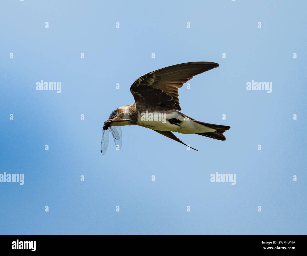 Un Martin au toron brun (tapera de Progne) attrapa une libellule en vol. Argentine. Banque D'Images