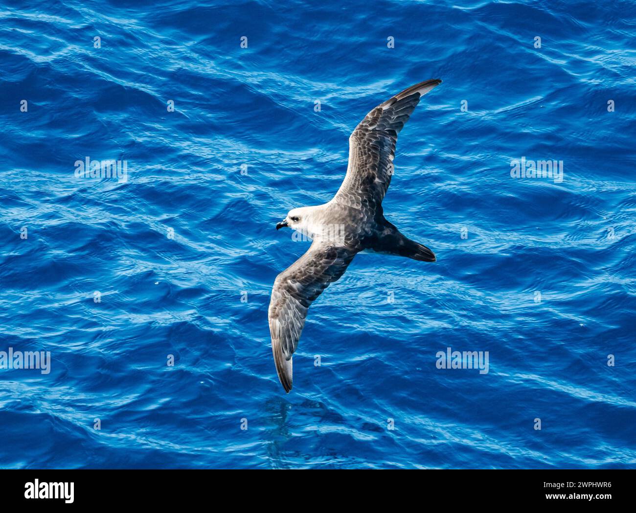 Un pétrel à plumage mou (Pterodroma mollis) volant au-dessus de l'océan. Océan Atlantique Sud. Banque D'Images