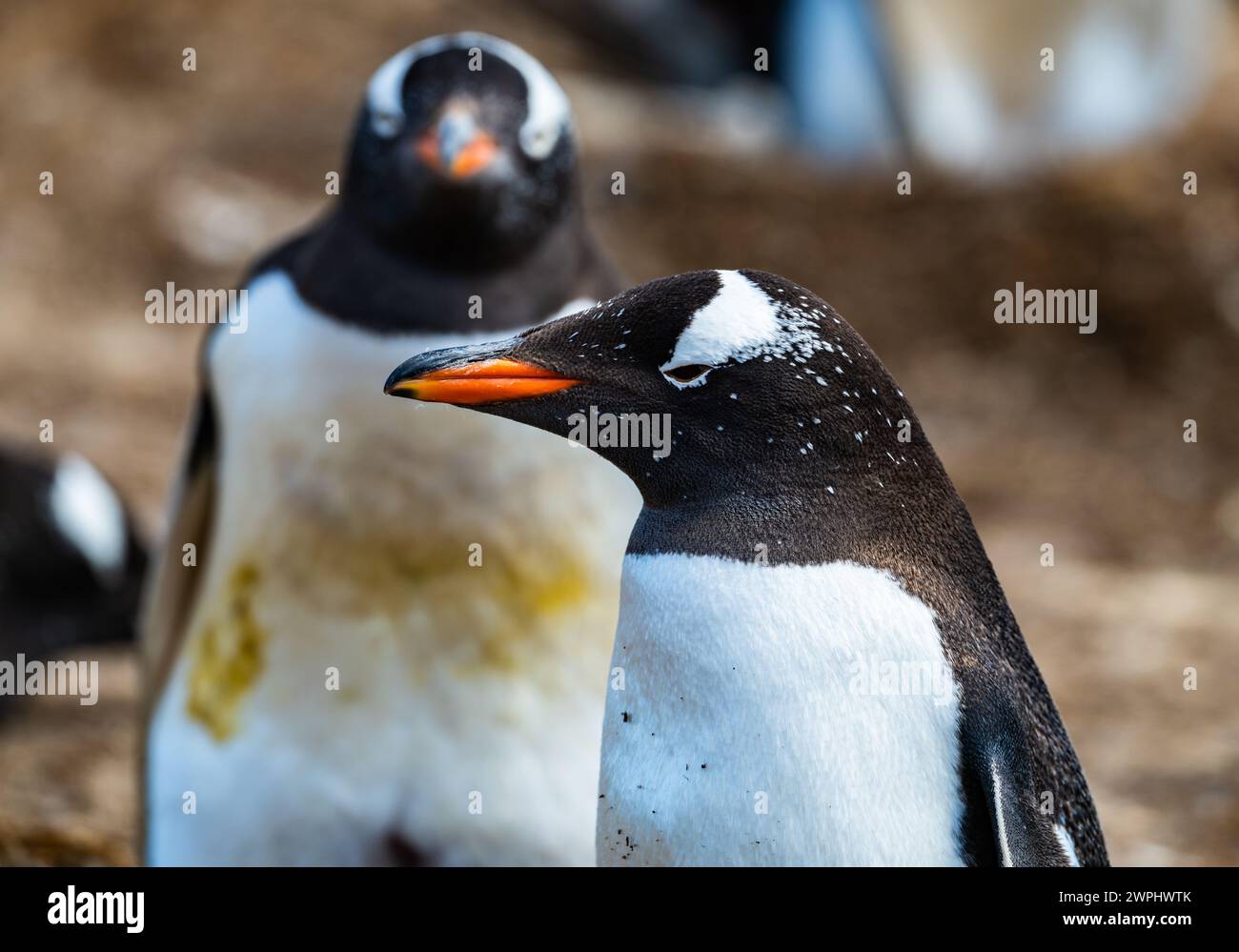 Gros plan d'un pingouin Gentoo (Pygoscelis papua). Les îles Malouines. Banque D'Images
