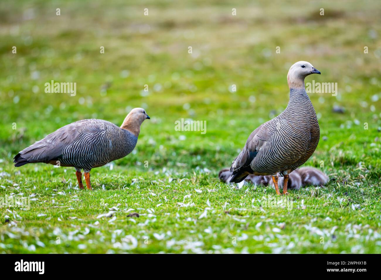 Une famille d'oies à tête de Ruddy (Chloephaga rubidiceps). Les îles Malouines. Banque D'Images