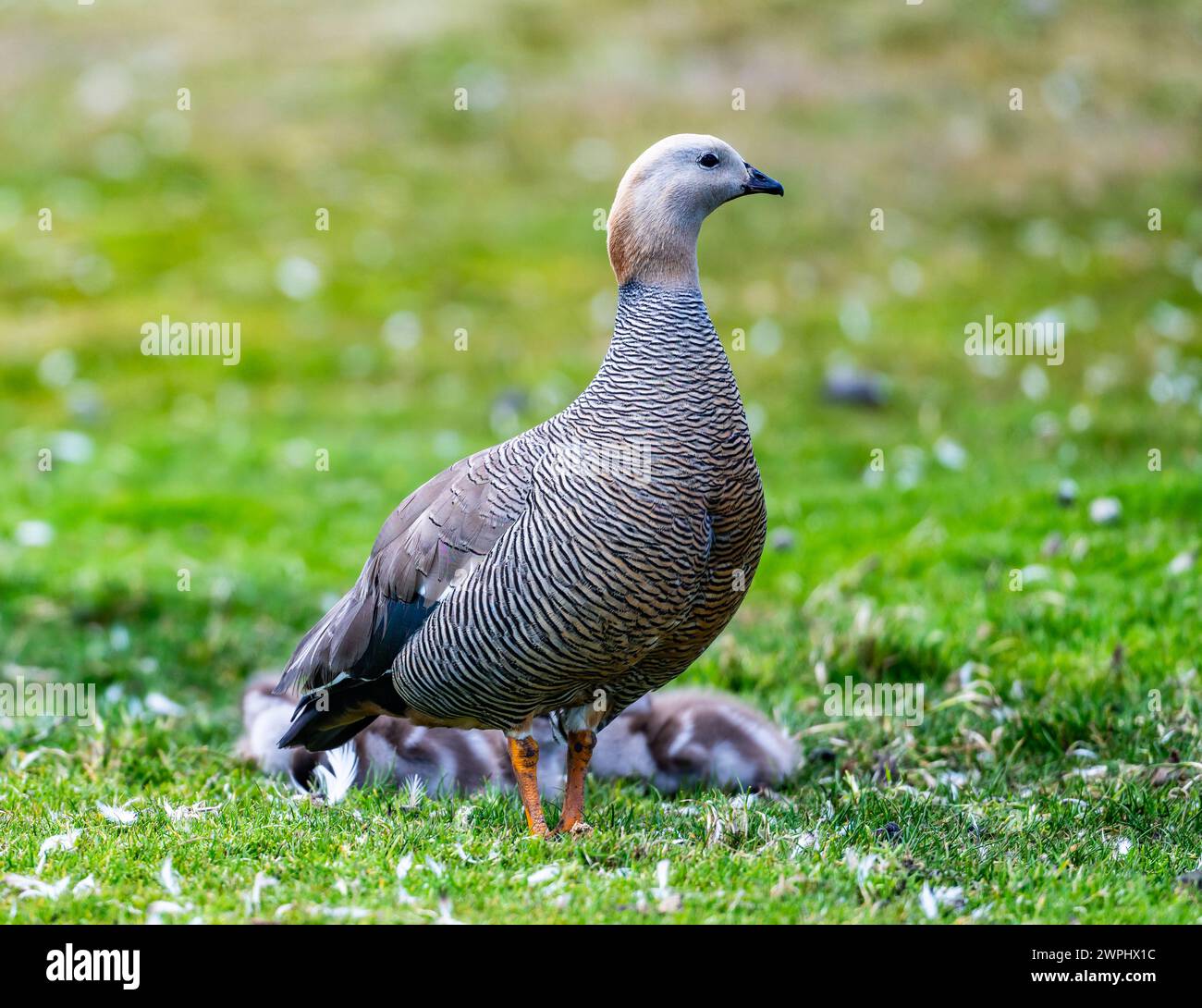 Une famille d'oies à tête de Ruddy (Chloephaga rubidiceps). Les îles Malouines. Banque D'Images