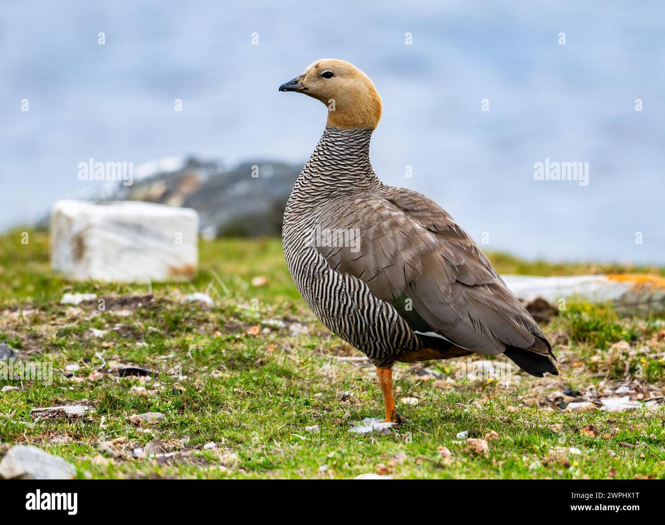Une oie à tête de Ruddy (Chloephaga rubidiceps). Les îles Malouines. Banque D'Images