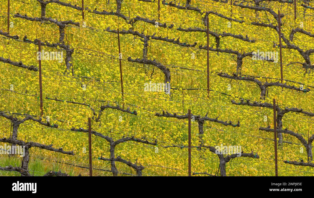 Vignoble rempli de moutardes florissantes au printemps. Palo Alto, comté de Santa Clara, Californie. Banque D'Images