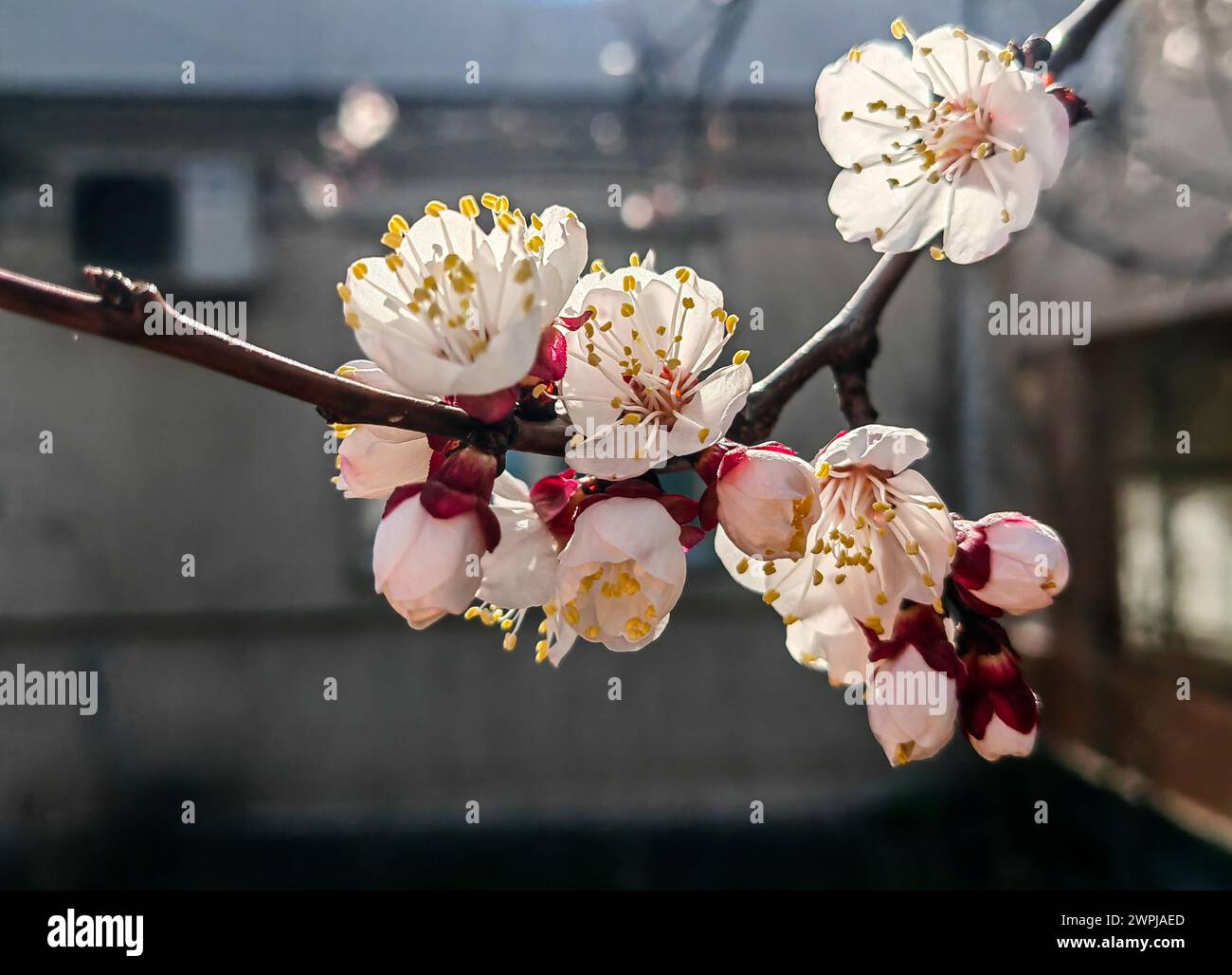 Floraison en hiver. Plante de fleurs sibériennes, branches d'arbres Banque D'Images