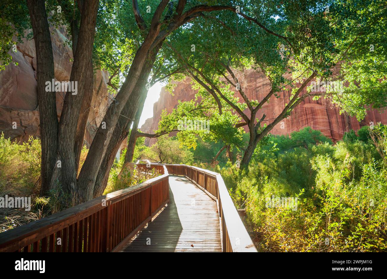 Vue horizontale d'une promenade en bois sinuant sous les branches des peupliers vers des arbustes verts, avec des falaises rouges du parc national de Capitol Reef, Utah. Banque D'Images