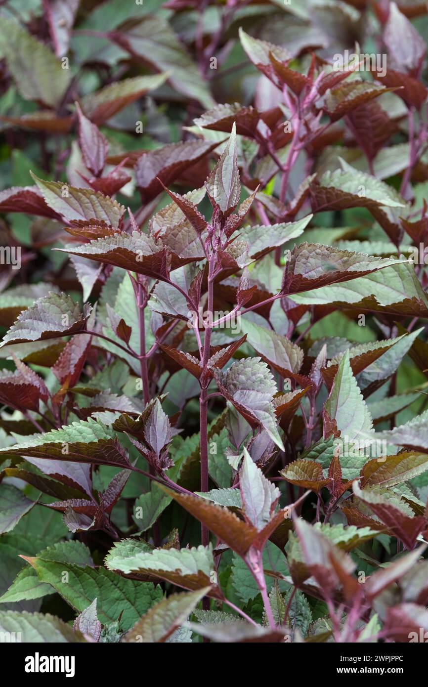 Ageratina altissima chocolat, serpent blanc, tiges violettes, ovée, feuilles teintées brun chocolat noir Banque D'Images