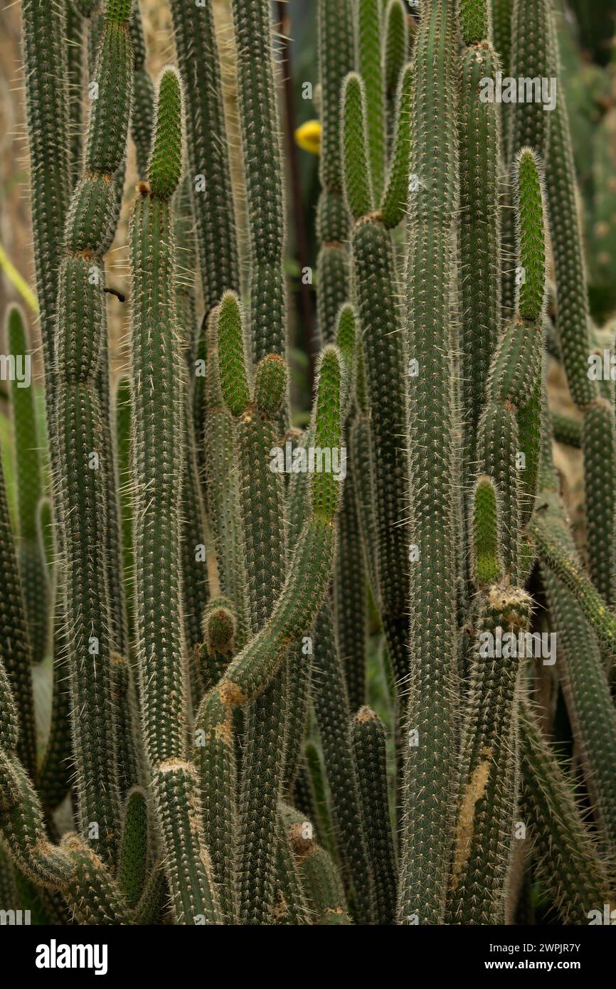 Grand cactus en plein air dans le désert. cactus vert avec épines. Plantez du cactus avec des épines. Nature, fond floral Banque D'Images