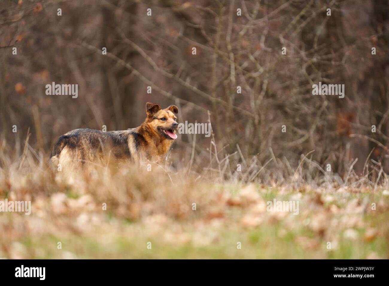 Chien sauvage fort (chien errant) dans la forêt, à la recherche de quelque chose à chasser Banque D'Images