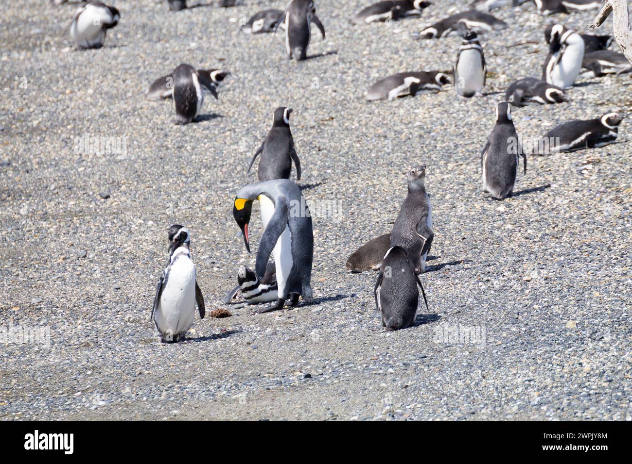 Un manchot empereur dans un groupe de manchots magellaniques Banque D'Images