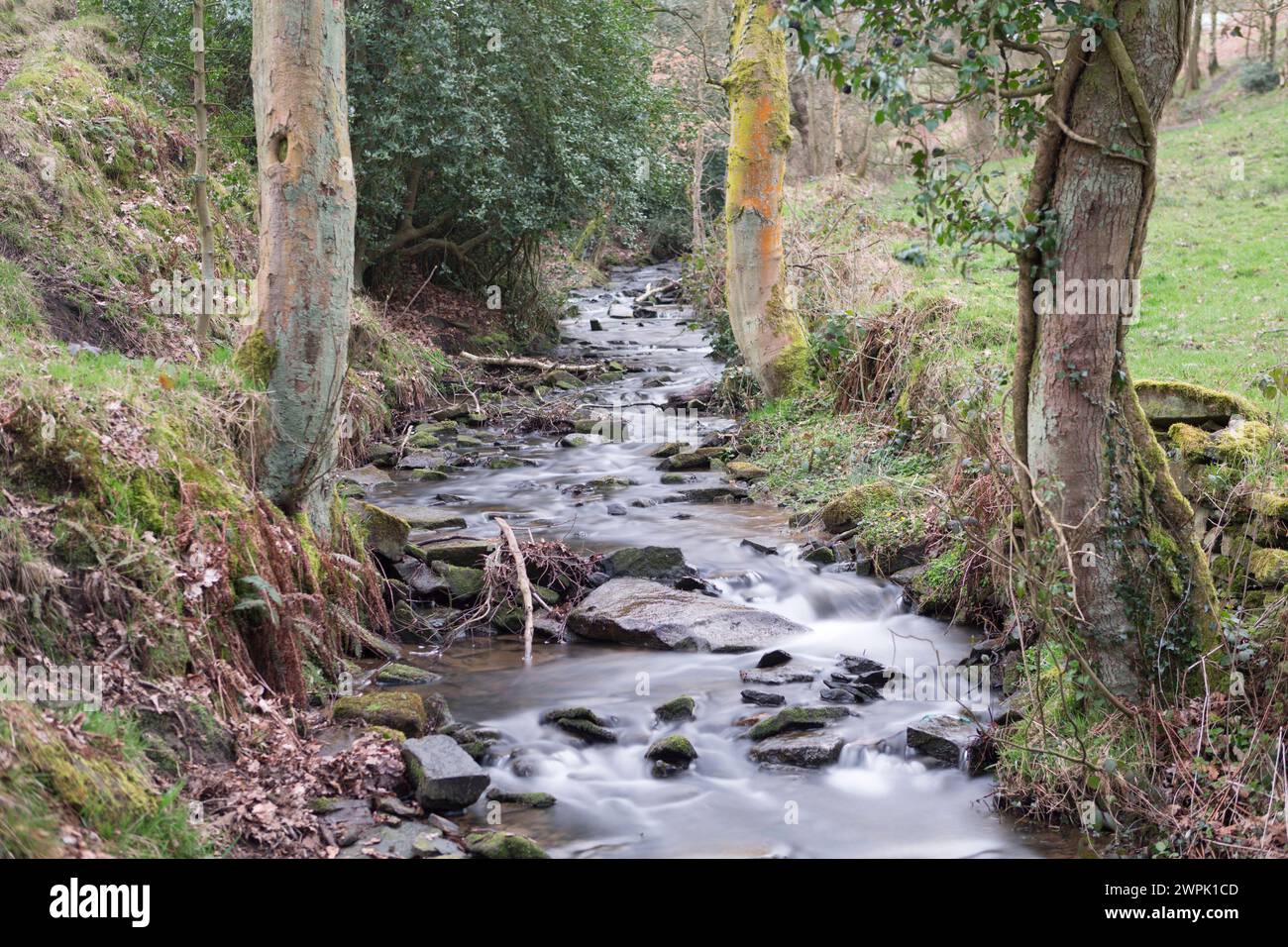 UK, Derbyshire, Dovedale, scène de rivière de forêt. Banque D'Images