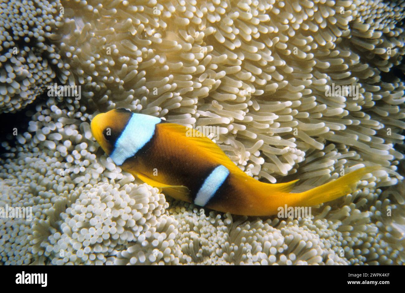 États du Golfe, Arabie Saoudite, sous-marin, mer rouge, poisson clown et anémone, récif de couronne, Yanbu. Banque D'Images