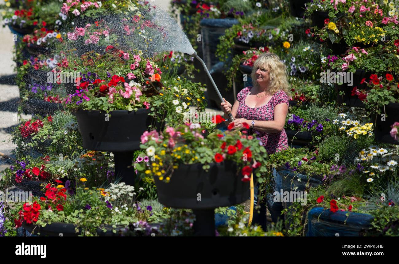 10/07/14 Christine Redfern, arrose 80 pots de fleurs géants pour la dernière fois avant qu'ils ne soient chargés sur un camion ce soir et conduits à Glasgow pour Banque D'Images