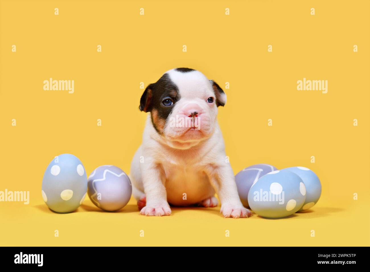 Jeune chiot bouledogue français avec des œufs de Pâques violets sur fond jaune Banque D'Images