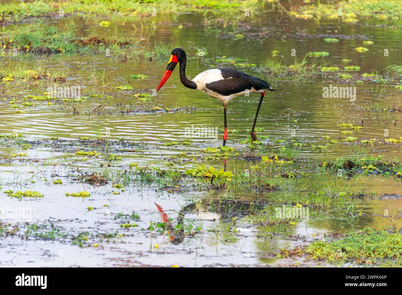 Cigogne mâle à bec de selle (Ephippiorhynchus senegalensis) se nourrissant dans le parc national de South Luangwa en Zambie, Afrique australe Banque D'Images