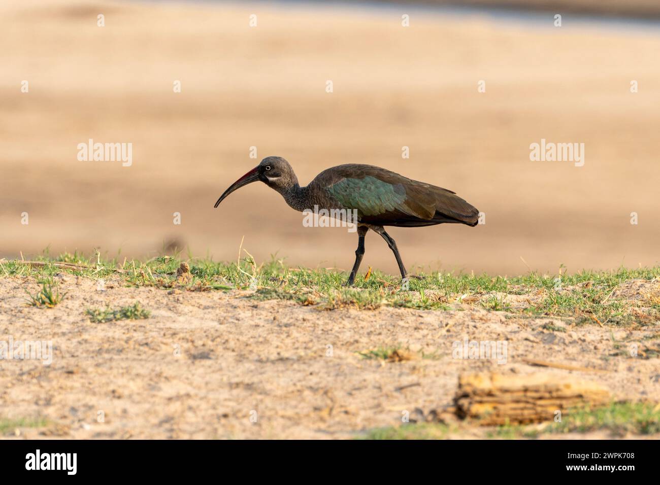 Hadeda ibis (Bostrychia hagedash) marcher à côté d'un cours d'eau dans le parc national de South Luangwa en Zambie, Afrique australe Banque D'Images