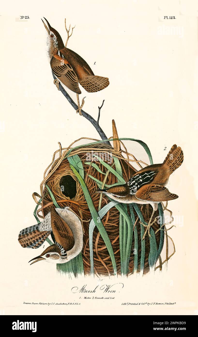 Ancienne illustration gravée de marais (Cistothorus palustris). Créé par J.J. Audubon : Birds of America, Philadelphie, 1840. Banque D'Images