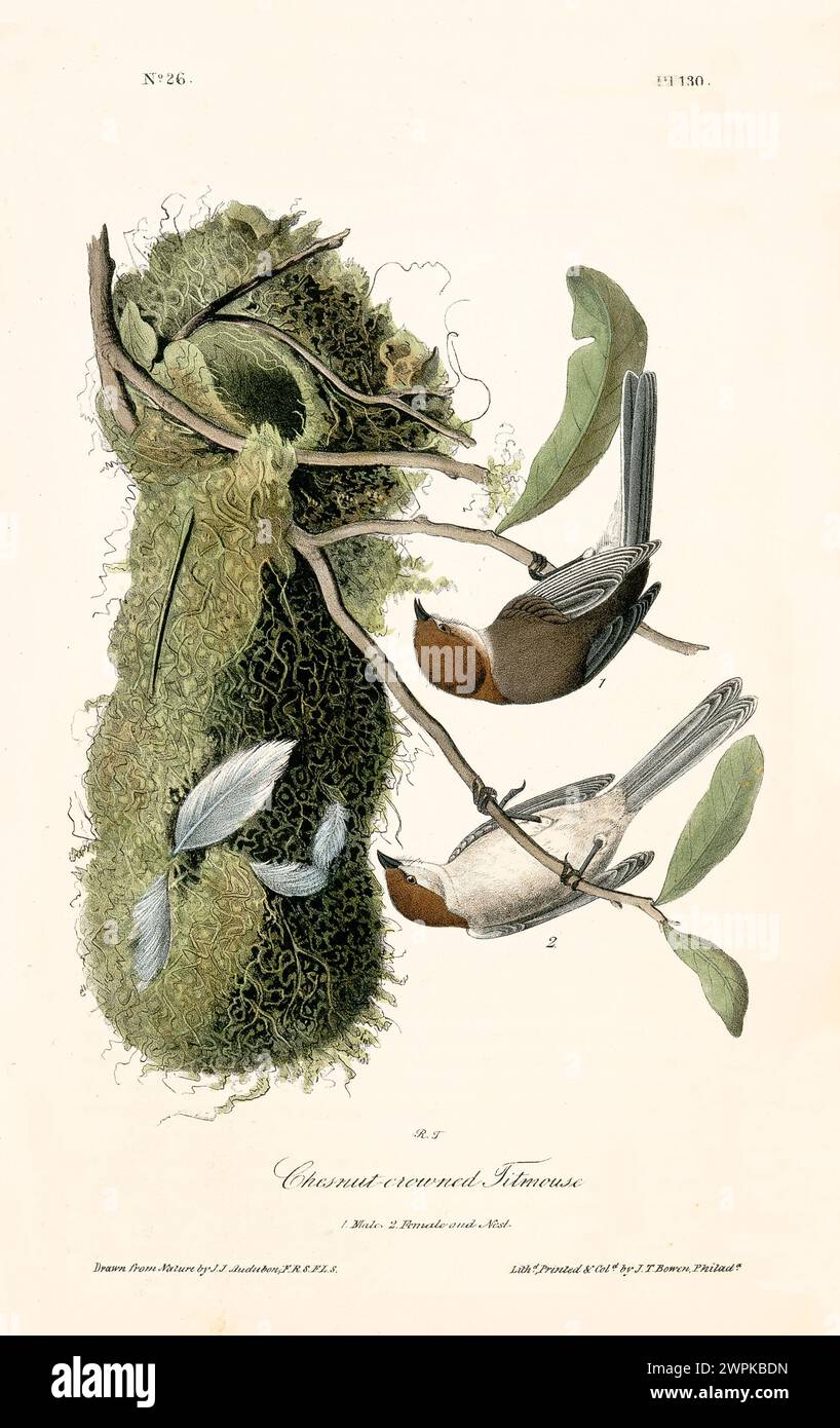 Souris titrée couronnée de châtaigne (Psaltriparus minimus ; aussi connu sous le nom de bushtit américain). Créé par J.J. Audubon : Birds of America, Philadelphie, 1840. Banque D'Images