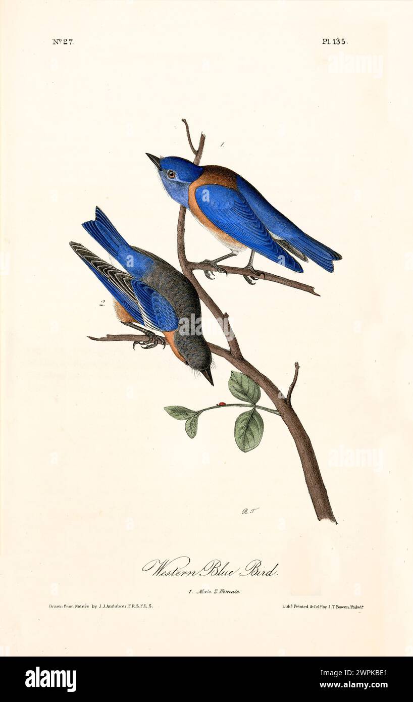 Ancienne illustration gravée d'oiseau bleu occidental (Sialia mexicana). Créé par J.J. Audubon : Birds of America, Philadelphie, 1840 Banque D'Images