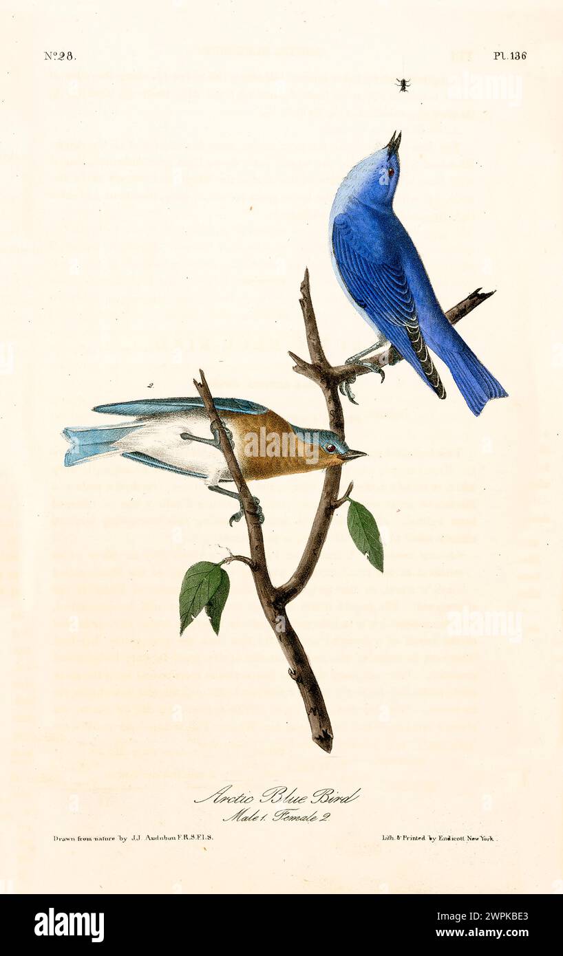 Ancienne illustration gravée d'oiseau bleu arctique (Sialia currucoides). Créé par J.J. Audubon : Birds of America, Philadelphie, 1840 Banque D'Images
