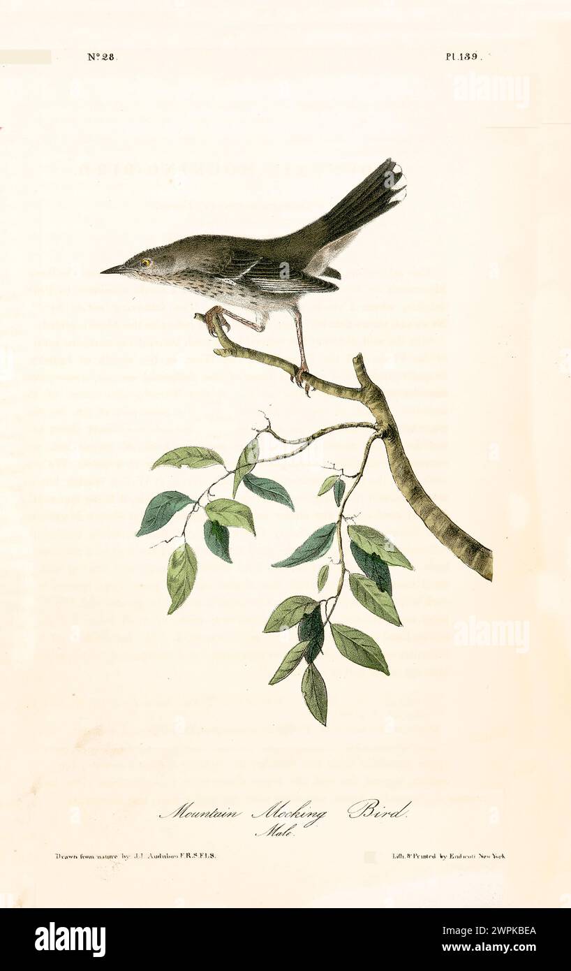 Ancienne illustration gravée d'oiseau moqueur de montagne (Oreoscoptes montanus). Créé par J.J. Audubon : Birds of America, Philadelphie, 1840 Banque D'Images