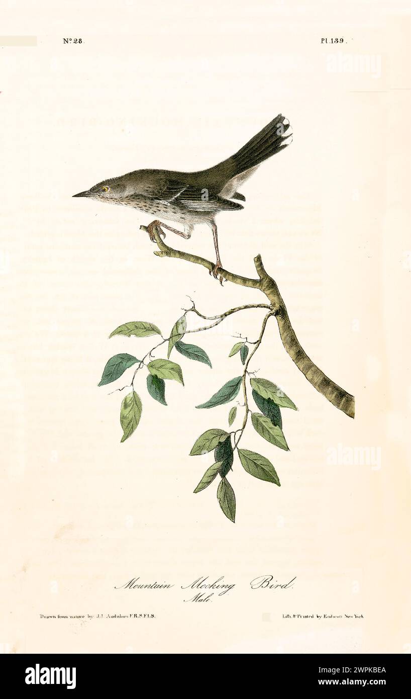 Un oiseau bien fixé se dresse en alerte sur une branche sinueuse, capturée dans une composition équilibrée et minimale. Par J.J. Audubon : Birds of America, 1840 Banque D'Images
