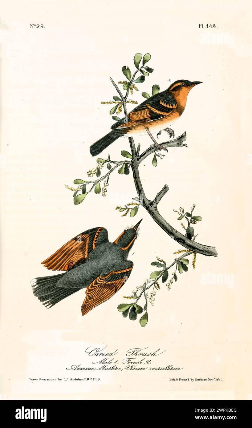 Illustration ancienne gravée de broussailles variées (Ixoreus naevius). Créé par J.J. Audubon : Birds of America, Philadelphie, 1840 Banque D'Images
