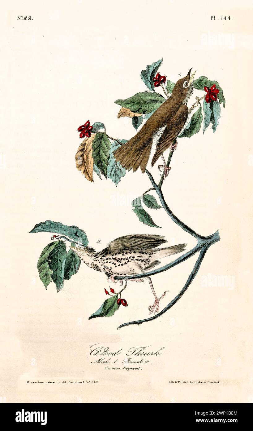 Ancienne illustration gravée de la forêt de bois (Hylocicla mustelina). Créé par J.J. Audubon : Birds of America, Philadelphie, 1840 Banque D'Images