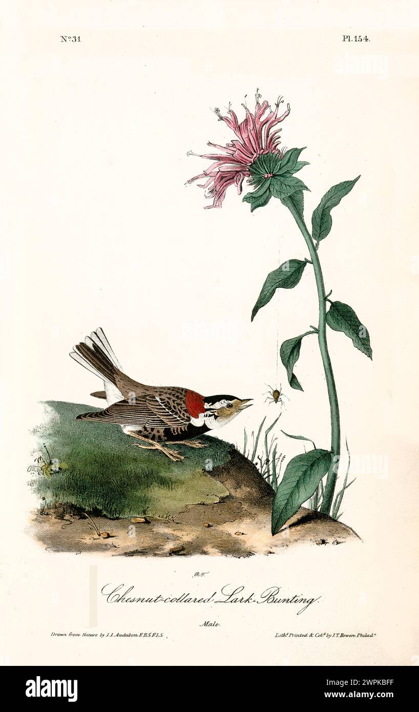 Un oiseau s'approche d'une araignée suspendue à une fleur, capturée dans une illustration finement détaillée et naturaliste. Par J.J. Audubon : Birds of America, 1840 Banque D'Images