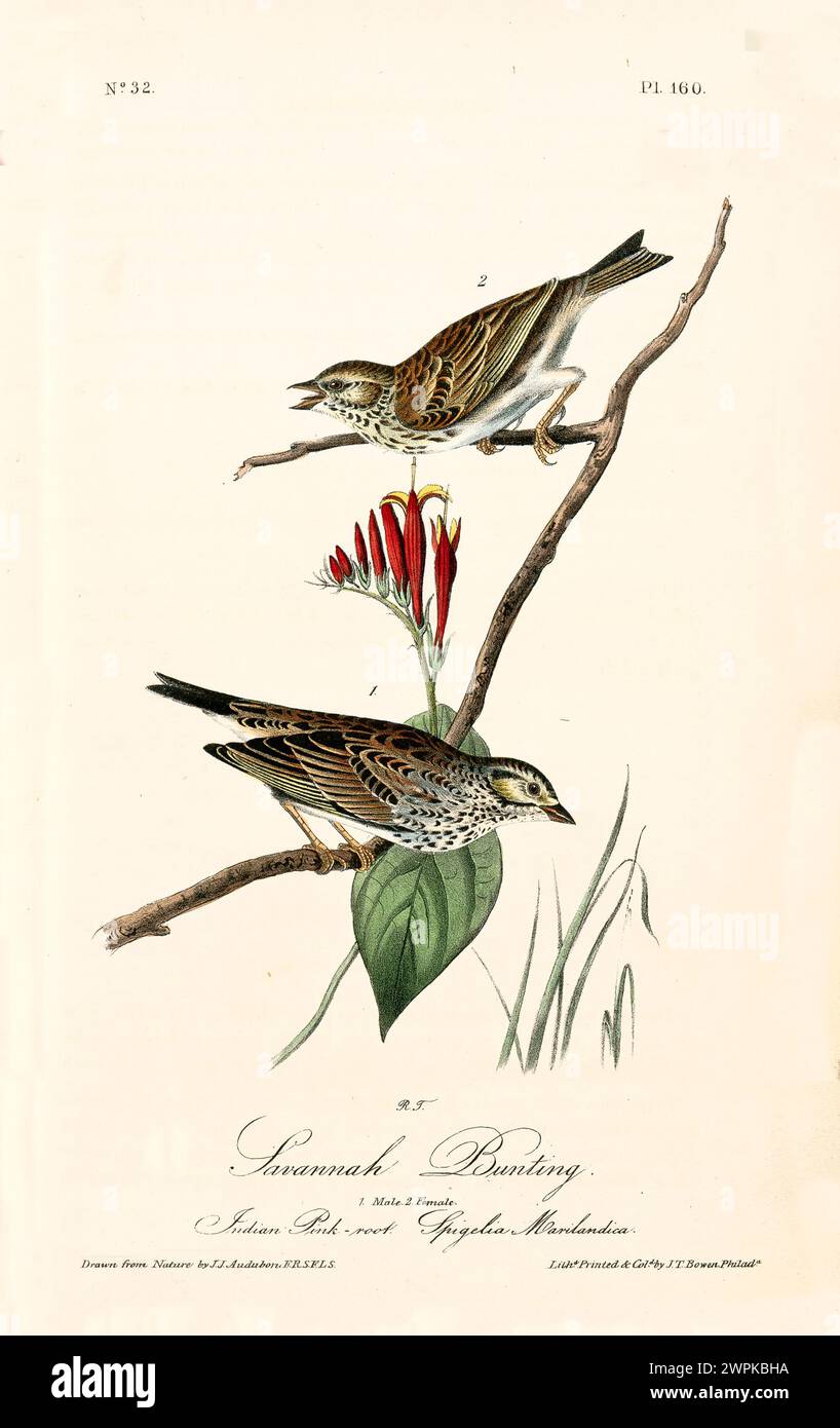 Ancienne illustration gravée de la banderole de savane (Passerculus sandwichensis). Créé par J.J. Audubon : Birds of America, Philadelphie, 1840 Banque D'Images
