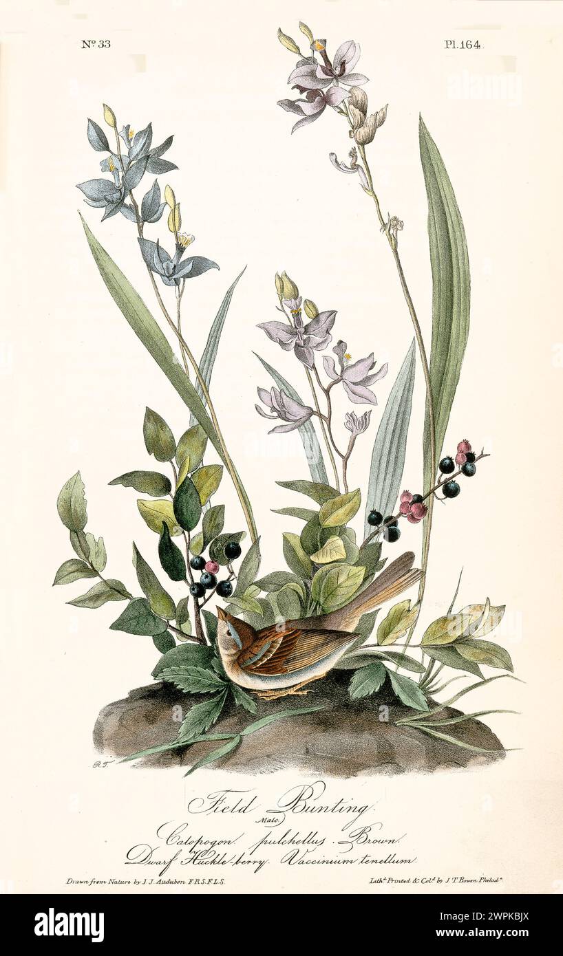 Oiseau richement détaillé et coloré niché parmi les baies et les fleurs élégantes. Par J.J. Audubon : Birds of America, 1840 Banque D'Images