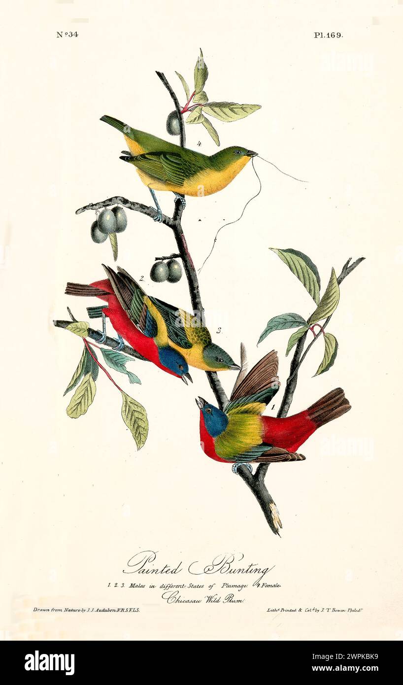 Ancienne illustration gravée de banderole peinte (Passerina ciris). Créé par J.J. Audubon : Birds of America, Philadelphie, 1840 Banque D'Images
