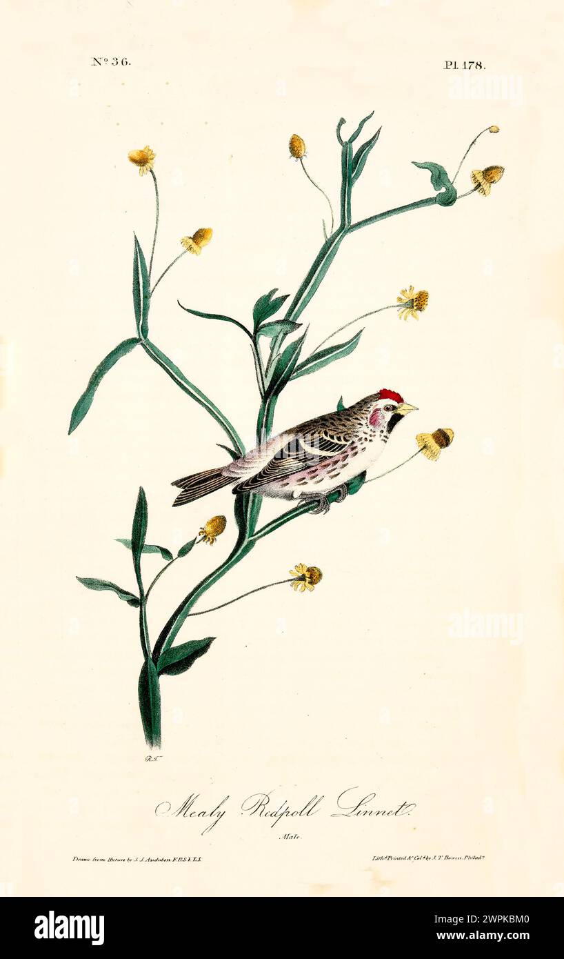 Illustration ancienne gravée de Mealy Redpoll Linnet (Acanthis hornemanni). Créé par J.J. Audubon : Birds of America, Philadelphie, 1840 Banque D'Images