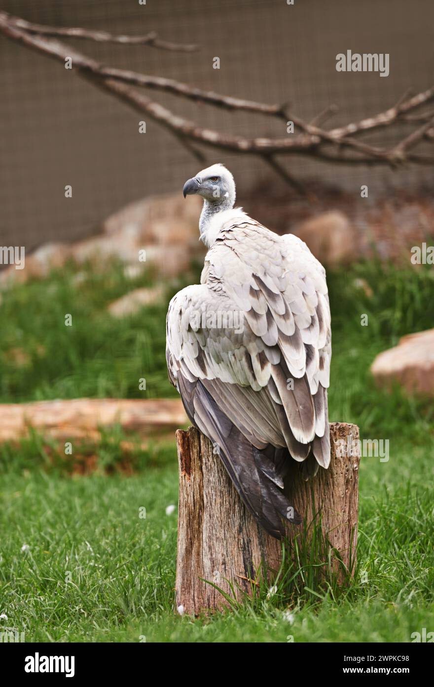 Vautours ou oiseau, souche et assis en plein air dans la nature avec des plumes, paysage ou ferme à chasser. Faune, animal carnivore ou oiseaux de proie dans le zoo Banque D'Images