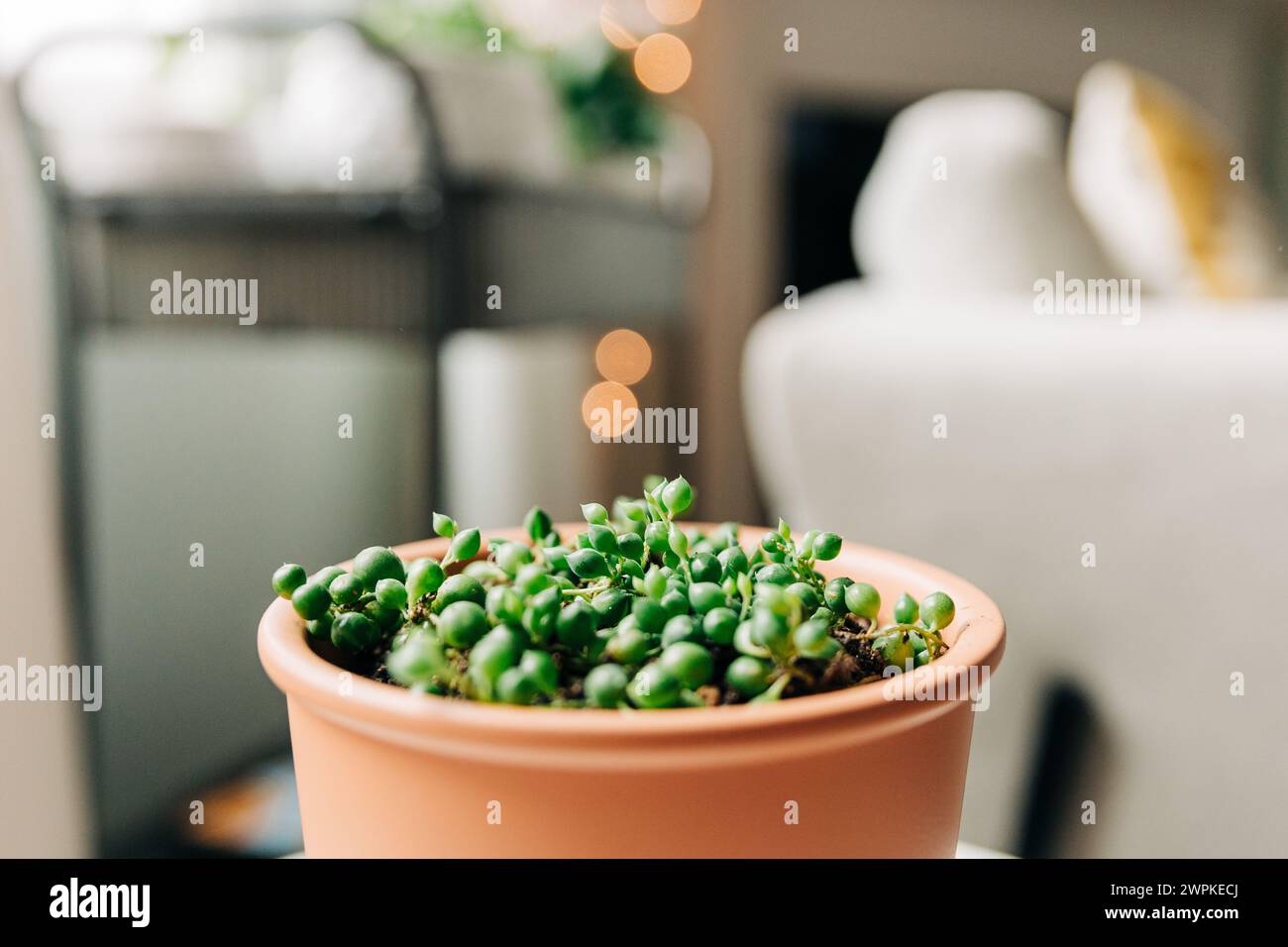 Jeune chaîne de perles plante dans un pot en terre cuite Banque D'Images