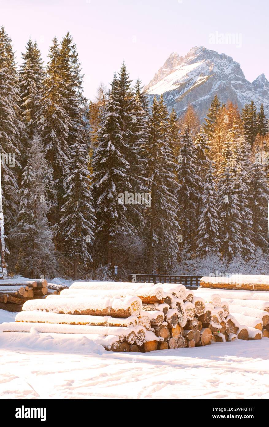 Pile de bûches devant une forêt avec sommet en arrière-plan Banque D'Images