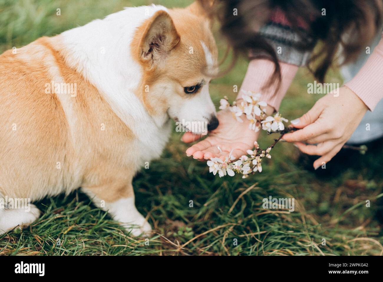 femme donnant un reniflement d'une branche d'amande à un chien corgi dans le jardin Banque D'Images