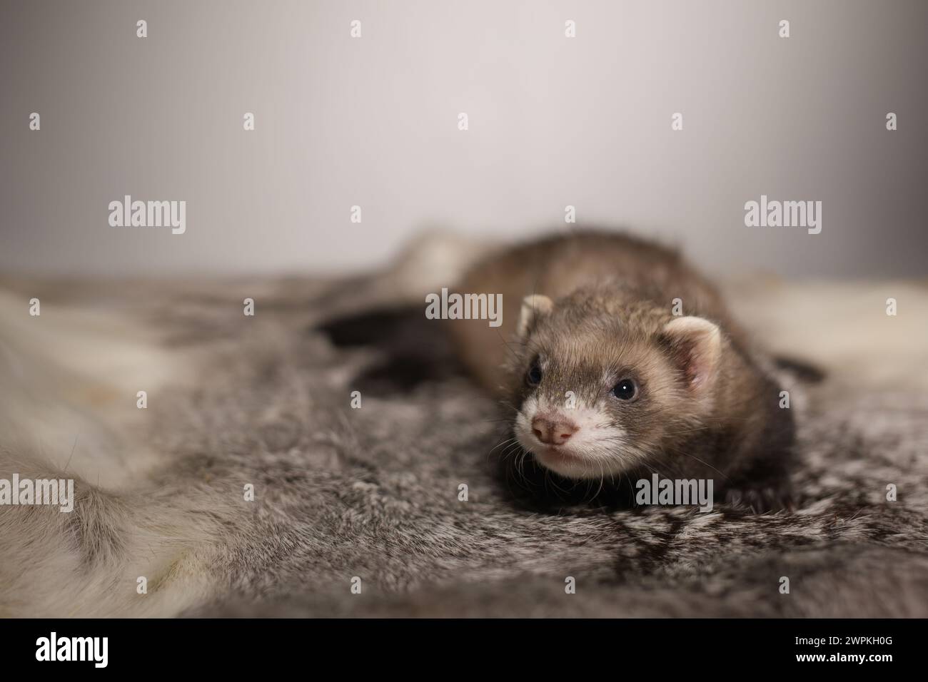 Furet bébé de cinq semaines posant pour le portrait sur la fourrure de lapin Banque D'Images