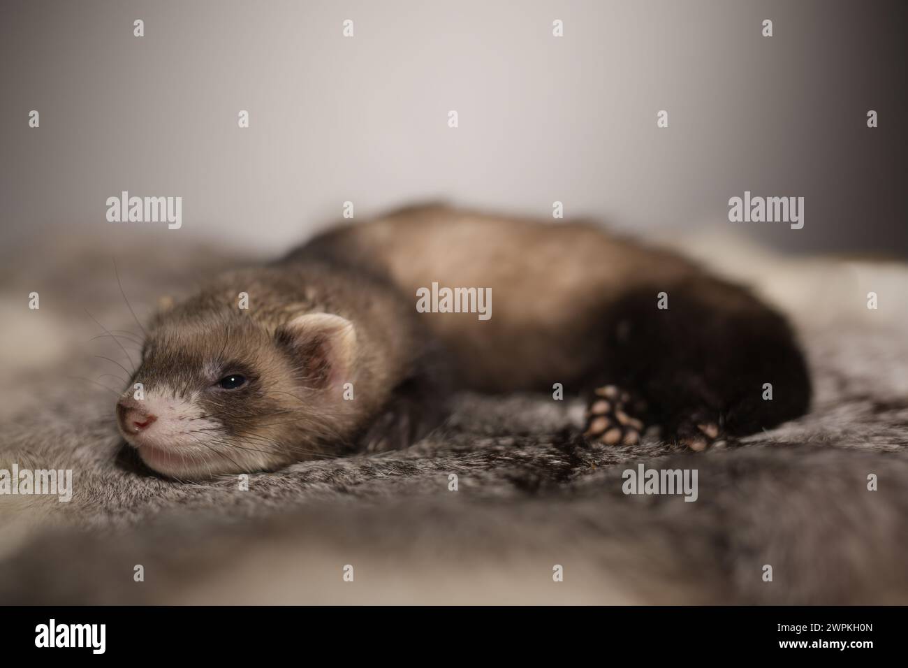 Furet bébé de cinq semaines posant pour le portrait sur la fourrure de lapin Banque D'Images