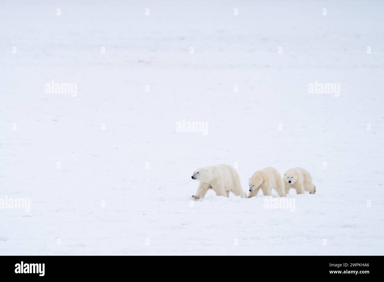 Nous marchons dans une ligne CANADA images ADORABLES de deux ours polaires jouant-se battant l'un avec l'autre vous fera rire. Vers deux ans, ces bea Banque D'Images