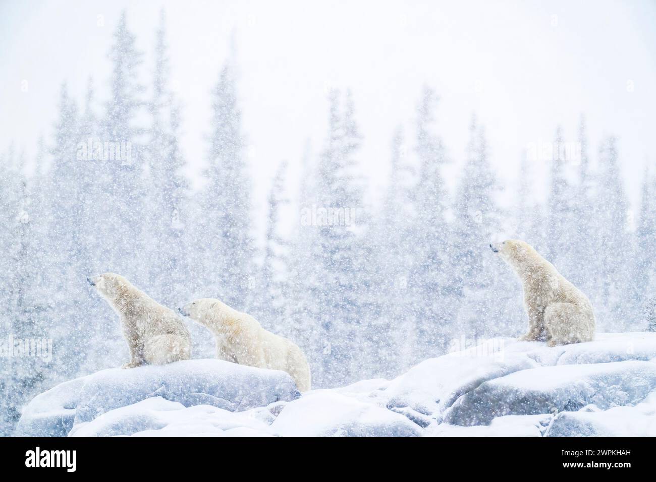 Arrêtez-vous et profitez de la vue CANADA ADORABLES images de deux ours polaires qui se battent ensemble vous feront rire. Environ deux ans, th Banque D'Images