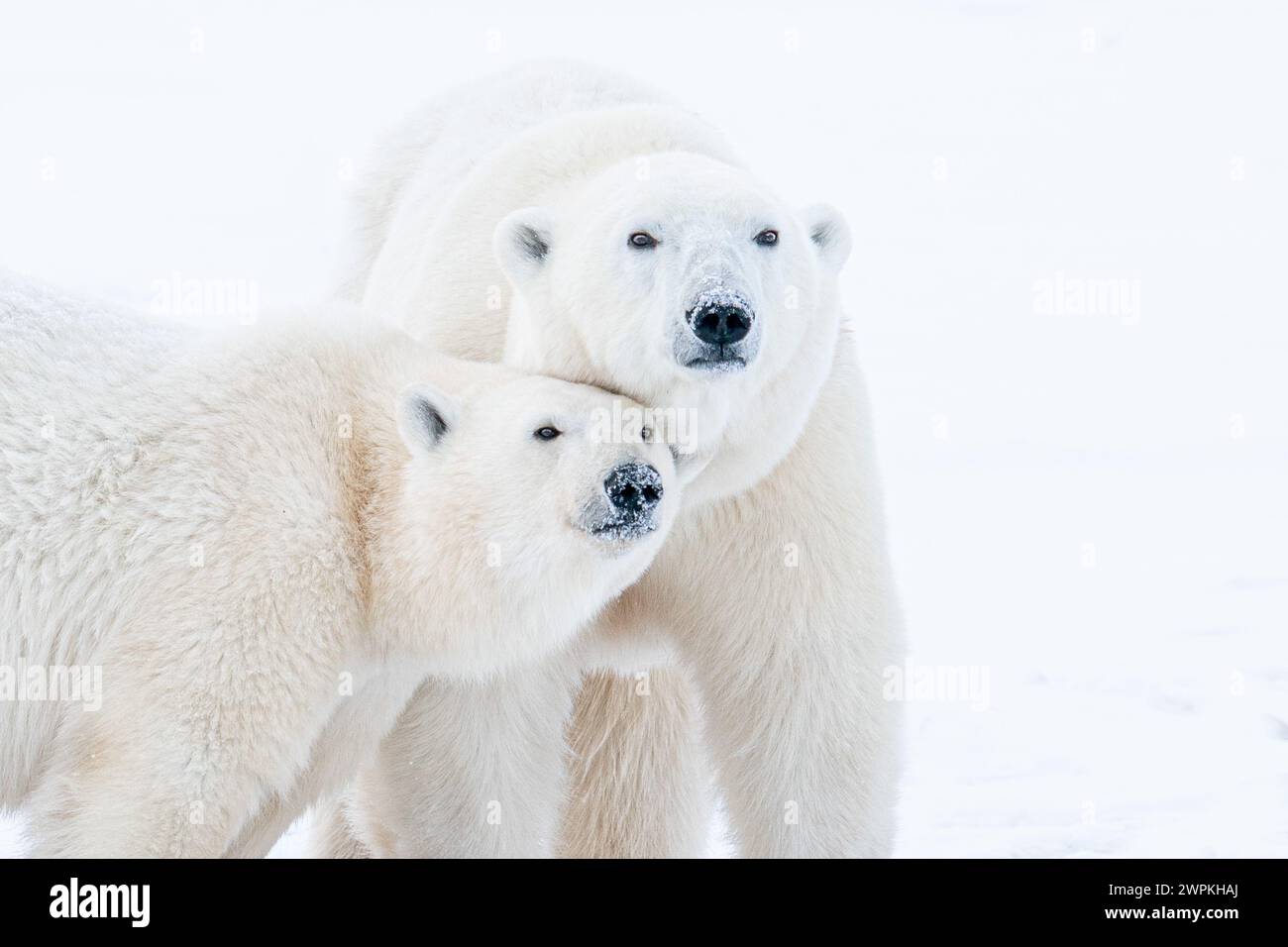 Nous regardons mignon ensemble CANADA ADORABLES images de deux ours polaires jouant-se battant l'un avec l'autre vous fera rire. Autour de deux ans, thés Banque D'Images