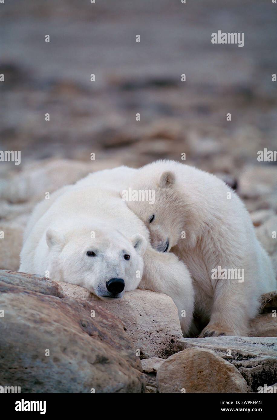 Maman est le meilleur endroit pour se reposer AU CANADA ADORABLES images de deux ours polaires jouant-se battant l'un avec l'autre vous feront rire. Environ deux ans ol Banque D'Images